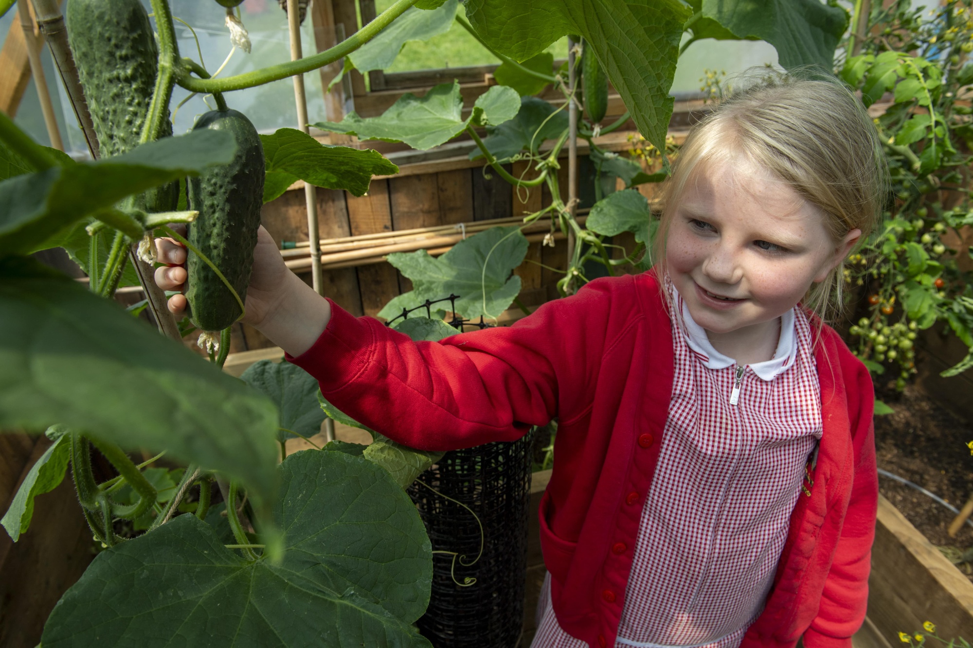 A girl in school uniform looking at cucumber plants in a greenhouse